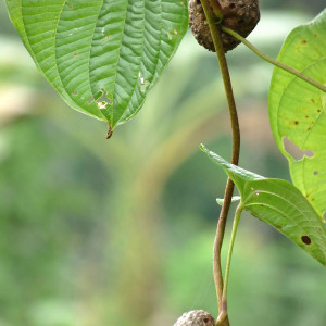 মেটে আলু