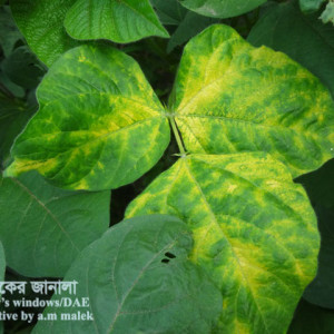 মুগের মোজাইক রোগ