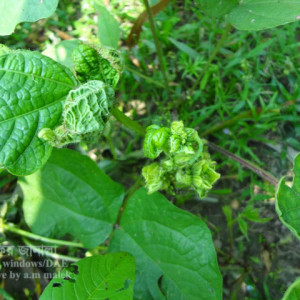 মাসকলাইয়ের লিফকার্ল রোগ